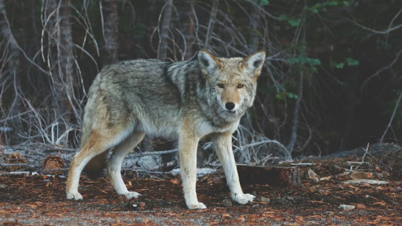 Lobo hiere a bebé en el zoológico de Hersheypark; acusan que los padres estaban distraídos en el celular