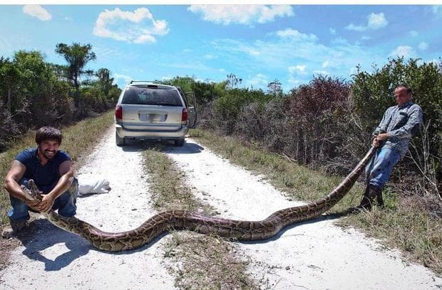 Python hunters, Nicholas Banos (l) and Leonardo Sanchez (r) caught this 15 foot python in The Everglades in 2017.