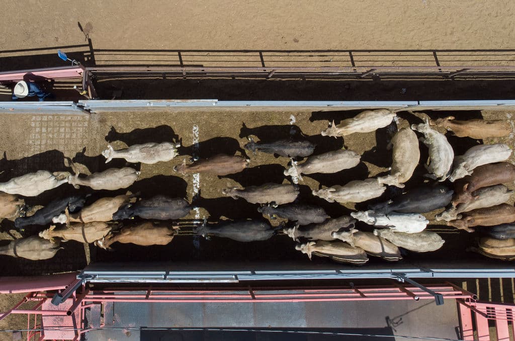 EEUU vuelve a prohibir la entrada de ganado mexicano por su frontera sur ante presencia del gusano barrenador