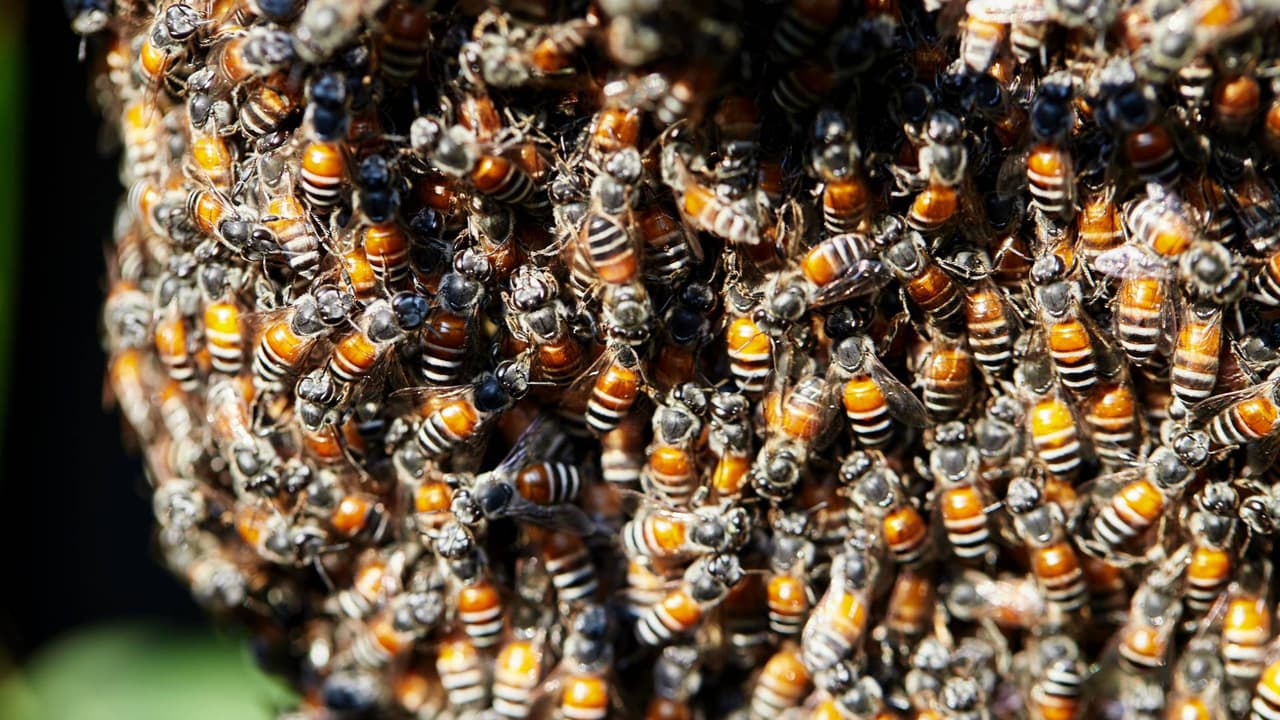 Ataque de abejas manda a un hombre al hospital y deja a otros con picaduras en Surprise