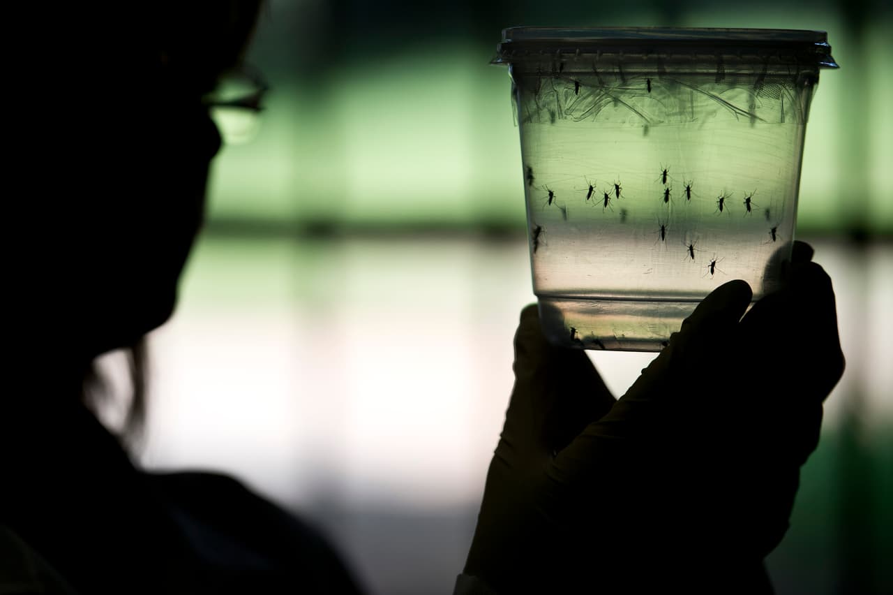 Confirman primer caso del año del virus del Nilo Occidental en el norte de Texas