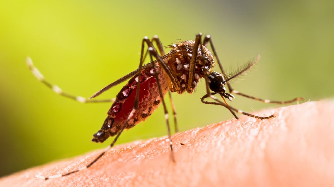 <h3 class="cms-H3-H3">¿Por qué hay tantos mosquitos en Texas? </h3>
<br>Porque tenemos lo que ellos buscan:
<b>calor, agua estancada y zonas verdes.</b> Desde mayo hasta octubre, el estado del tiempo crea el ambiente perfecto para que se reproduzcan. Los más comunes en el estado son:
<br>Culex quinquefasciatus (puede portar el virus del Nilo Occidental)
<br>Aedes aegypti y Aedes albopictus (conocidos por transmitir dengue, zika y chikungunya)
<br>
<b>Dato curioso:</b> solo pican las hembras. Lo hacen porque necesitan sangre para desarrollar sus huevos. Y aunque son diminutas, pueden convertirse en un gran dolor de cabeza.