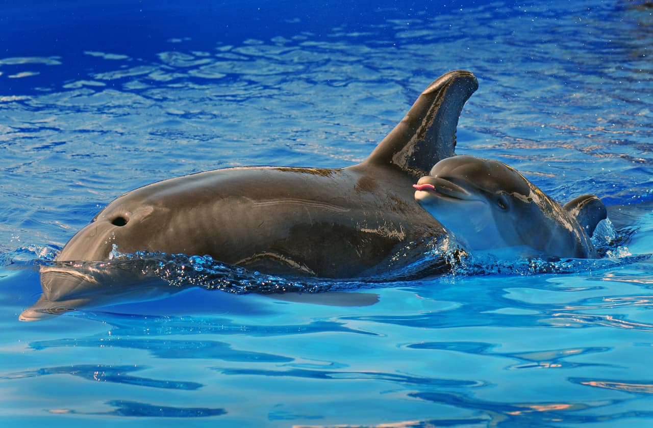 <h2 class="cms-H2-H2">7.- SeaWorld San Diego</h2>
<br>
<br>Si buscas actividades con animales marinos y atracciones de primer nivel, entonces este parque es una gran opción. Es una opción para toda la familia.
<br>
<br>¿Cuánto vas a gastar?
<b>La entrada cuesta $109 y el estacionamiento $35.</b>