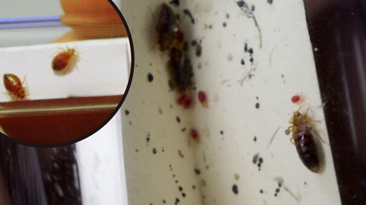 5 señales de que tu casa está infestada con chinches y qué puedes hacer para remediarlo