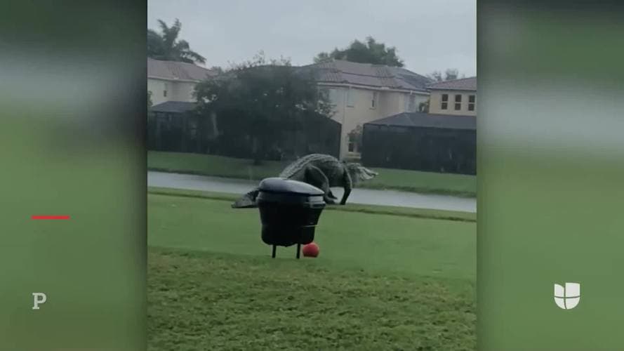 El lagarto, que fue grabado en video mientras caminaba por los prados verdes y recién podados del campo de golf, es tan grande que las personas que lo vieron en las redes sociales creyeron que se trataba de un noticia falsa.