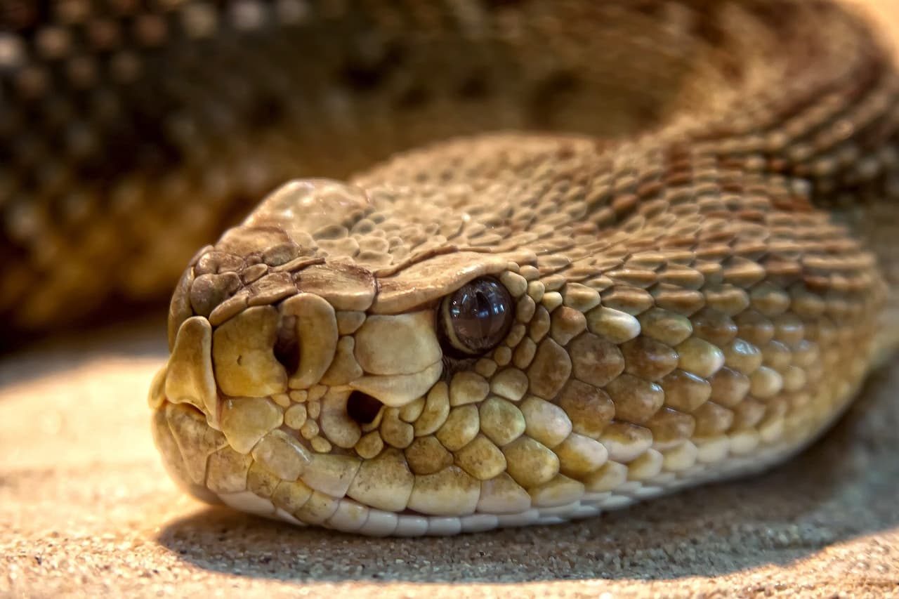<b>Serpientes de cascabel</b>
<br>Mojave rattlesnake
<br>
<br>Es similar a la western diamondback en cuanto a sus marcas, pero más pequeña y más delgada y se encuentra solo en el extremo oeste de Texas.
<br>
<br>