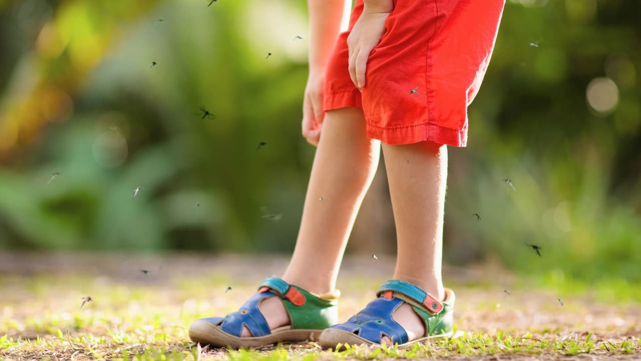 <h3 class="cms-H3-H3">¿Y si hay muchos en tu comunidad? </h3>
<br>
<b>No lo dejes pasar. </b>Puedes reportarlo al departamento local de salud, cada condado cuenta con uno. Algunas ciudades fumigan zonas públicas cuando el riesgo aumenta. También puedes organizar una limpieza con tus vecinos:
<b>mientras más patios limpios haya, menos criaderos tendrán.</b>