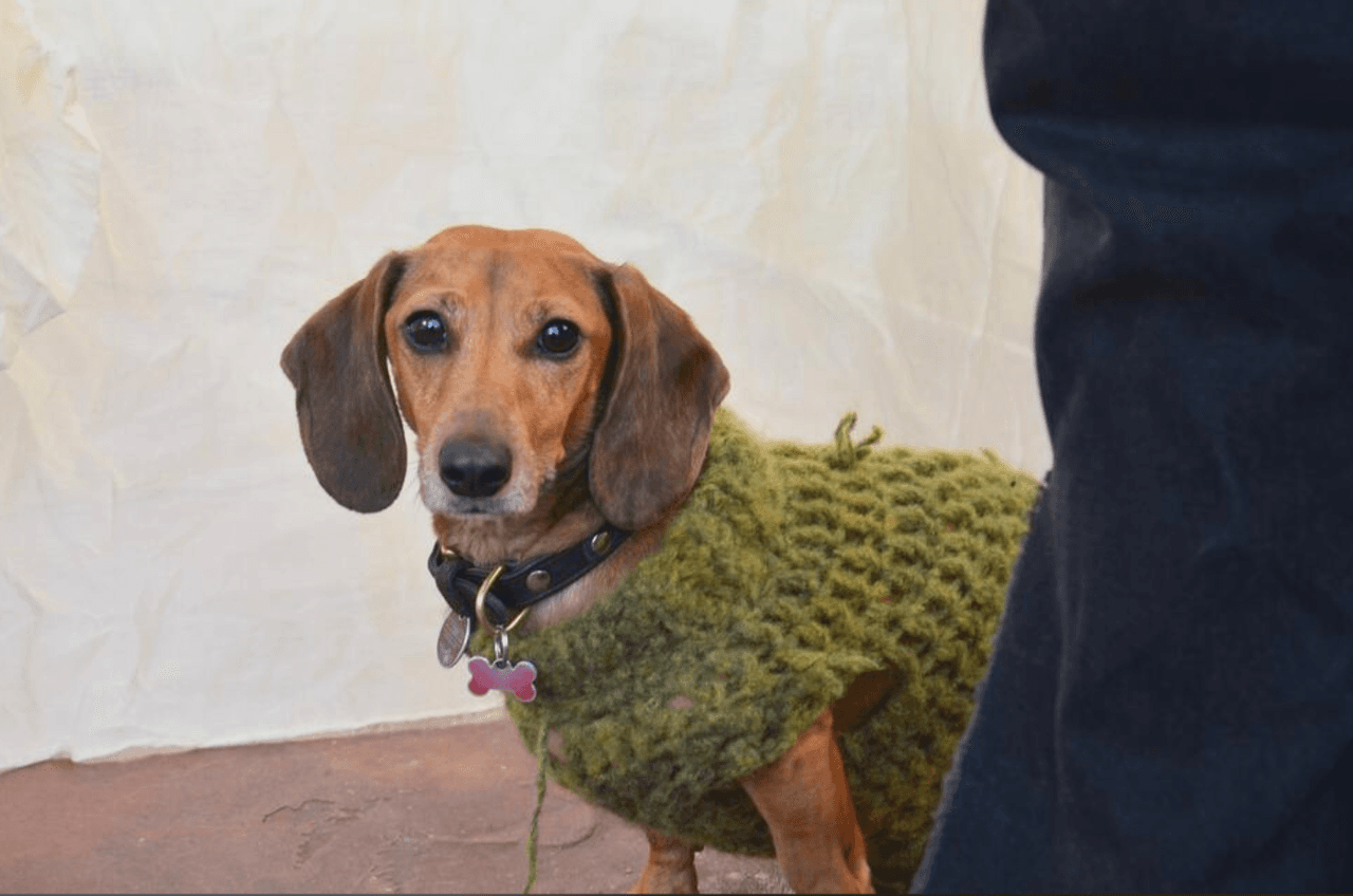 Dejar una mascota sin refugio cálido en Texas es ilegal; los dueños podrían enfrentar cargos y multas