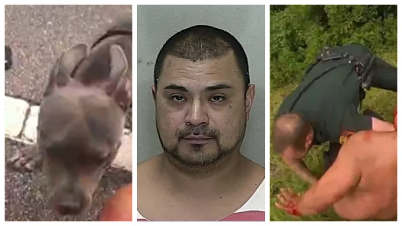 Caótico arresto de hispano: Ataque de pitbull, $15,000 en el suelo y un niño en riesgo