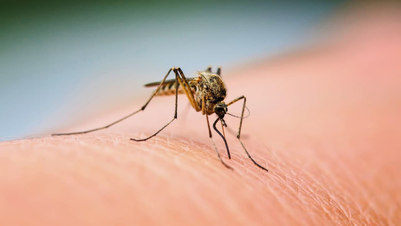 <h3 class="cms-H3-H3">¿Otra vez mosquitos? Sí, y vienen con todo </h3>
<br>Con el regreso del calor y las lluvias de primavera,
<b>los mosquitos están de vuelta en Texas.</b> Y no vienen solos:
<b>traen picaduras, comezón… y, en algunos casos, enfermedades. </b>Según
<a href="https://www.dshs.texas.gov/es" target="_blank">el Departamento de Salud de Texas</a>, hay especies capaces de transmitir virus como
<b>el del Nilo Occidental, dengue o chikungunya.</b> Aunque la mayoría de las picaduras no son graves, nadie quiere pasar la noche rascándose,
<b>y mucho menos ver a los niños sufriendo por ellas.</b>
