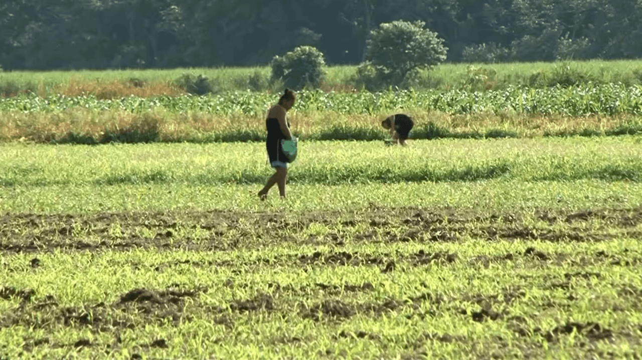 Mujeres asumen el trabajo del campo tras miles de detenciones bajo el régimen de excepción en El Salvador