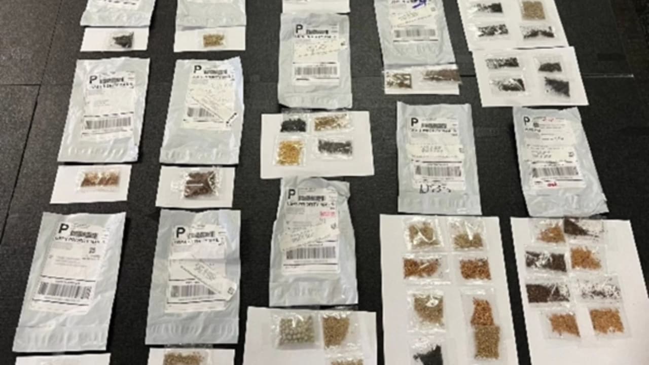 Aumentan casos de texanos que reciben paquetes con semillas misteriosas; esto dijo la autoridad