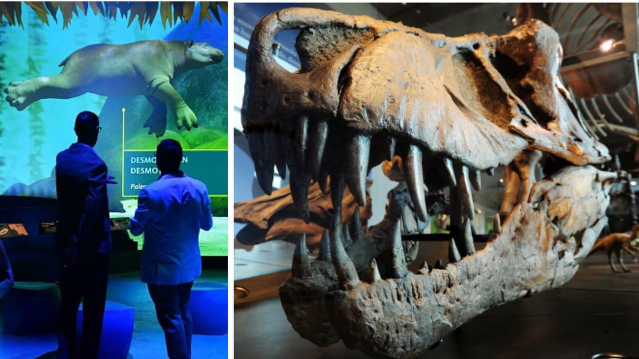 Los secretos del Museo de Historia Natural en Los Ángeles asombran al mundo y Yara Lasanta lo demuestra