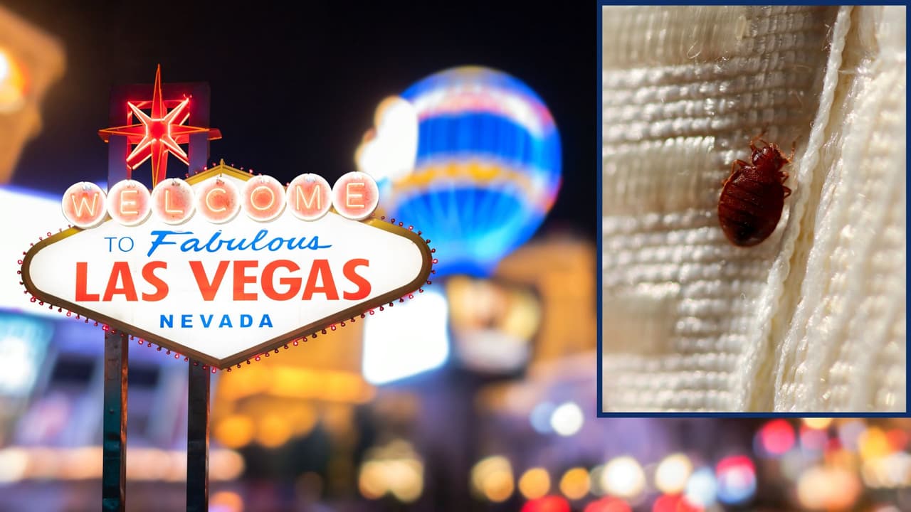 ¿Vas a viajar a Las Vegas? Revisa muy bien tu habitación porque 7 grandes hoteles tienen chinches