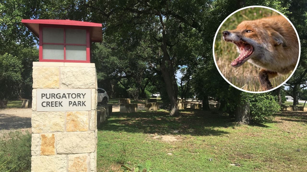 Cuatro personas son atacadas por un zorro con rabia: conoce dónde y cómo evitar ser víctima