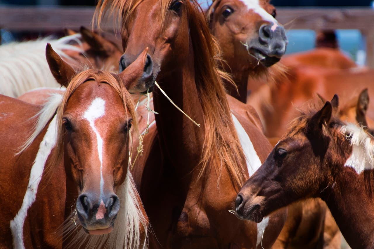 Padres ofrecen recompensa de $1,000 dólares luego de que robaran el pony de su hija