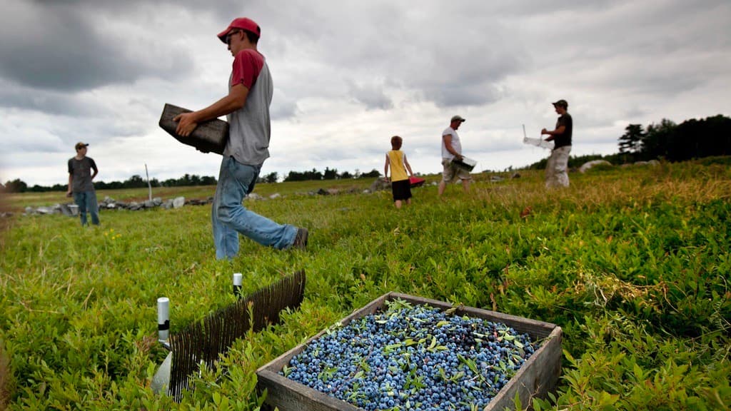 Las pocas opciones que tiene el sector agrícola ante la deportación de indocumentados