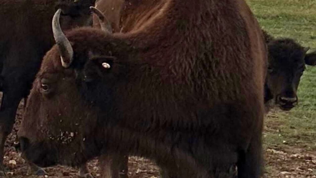 Ofrecen recompensa por responsables de matar y decapitar un bisonte en Cooke