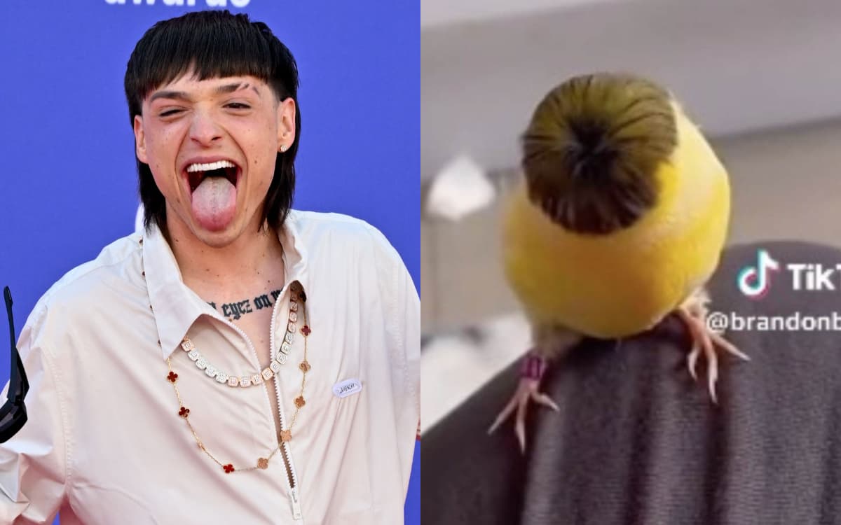 ¿Peso Pluma o Anuel? Corte de cabello de este pajarito 'tumbado' enloquece a usuarios de TikTok