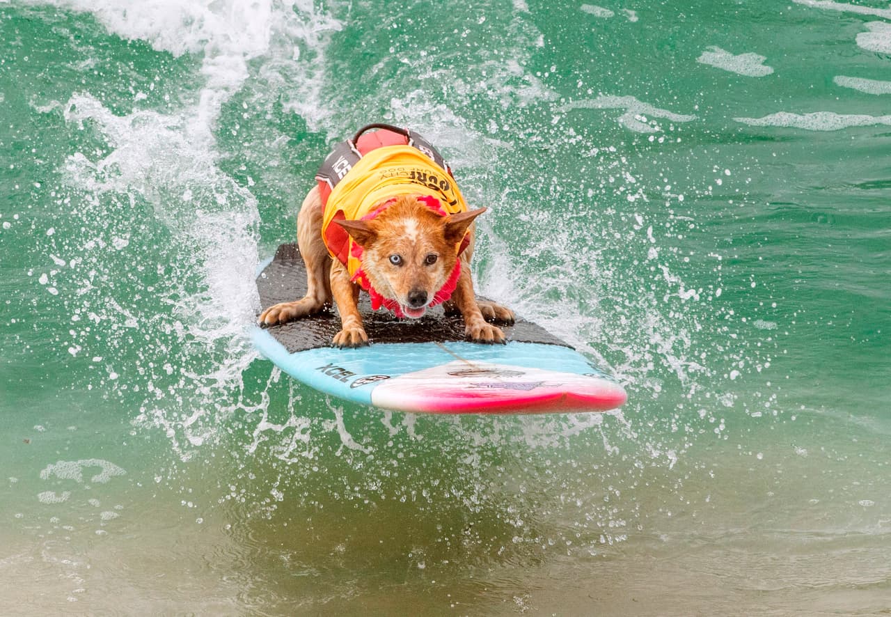 Skyler, un experto cachorro surfista, corre una ola en Huntington Beach, una popular playa del sur de Los Ángeles, California. La competencia de surf para perros Surf City Surf Dog, que se celebra desde hace 11 años, reunió a decenas de perros, sus dueños y cientos de espectadores el pasado sábado.