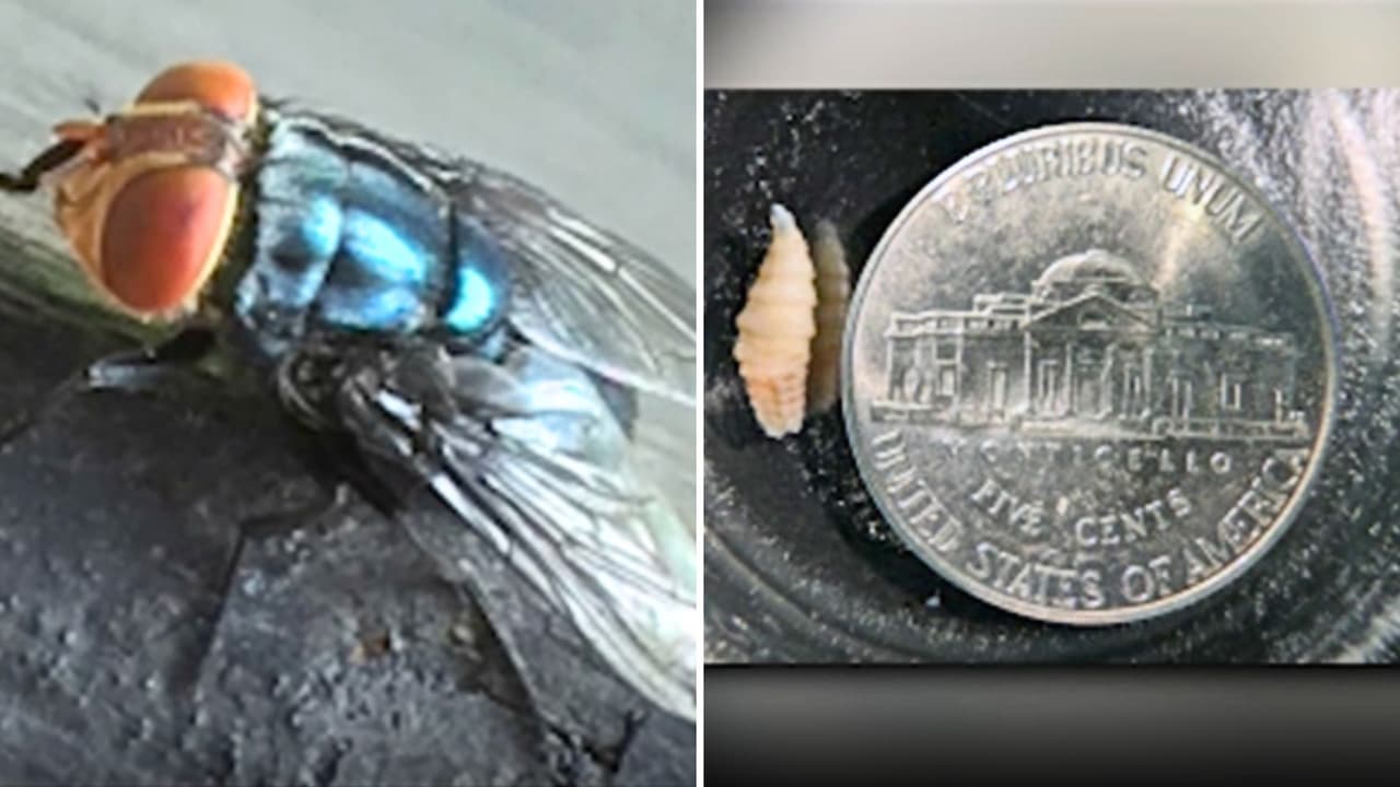 Emiten alerta por caso de gusano devorador de carne en la frontera de México con Texas