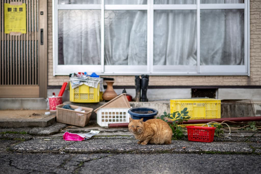 Un gato cayó en un contenedor de químicos peligrosos y escapó... pero provocó una alerta sanitaria en una ciudad completa