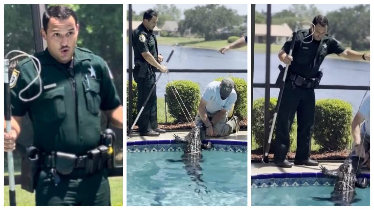 Esta fue la cara de sorpresa de un policía de Florida, cuando la emergencia era por un caimán