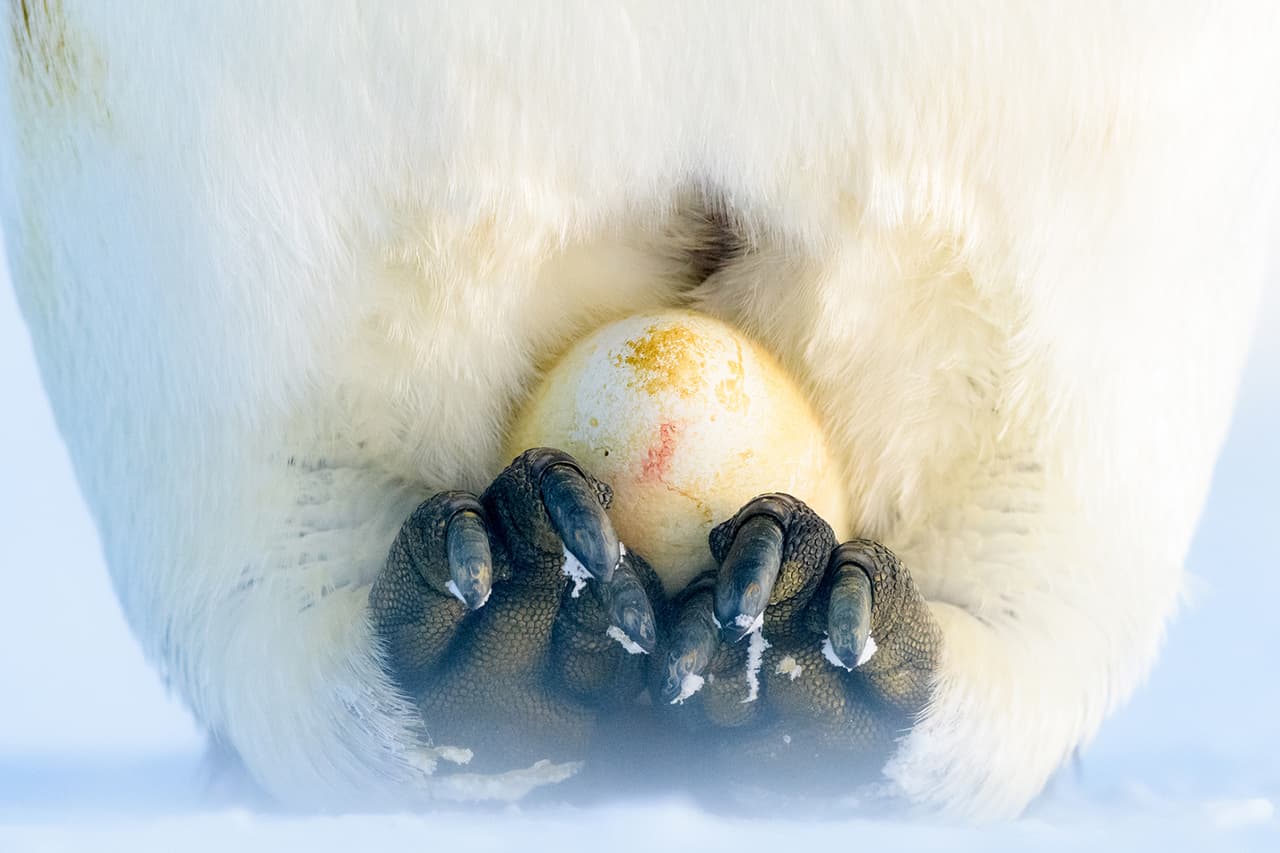 Un huevo de pingüino emperador, protegido por sus padres. Fue tomada en la Antártica y es una de las imágenes ganadoras en la categoría ‘portafolio colectivo’ del Premio de Fotografía Oceánica.
