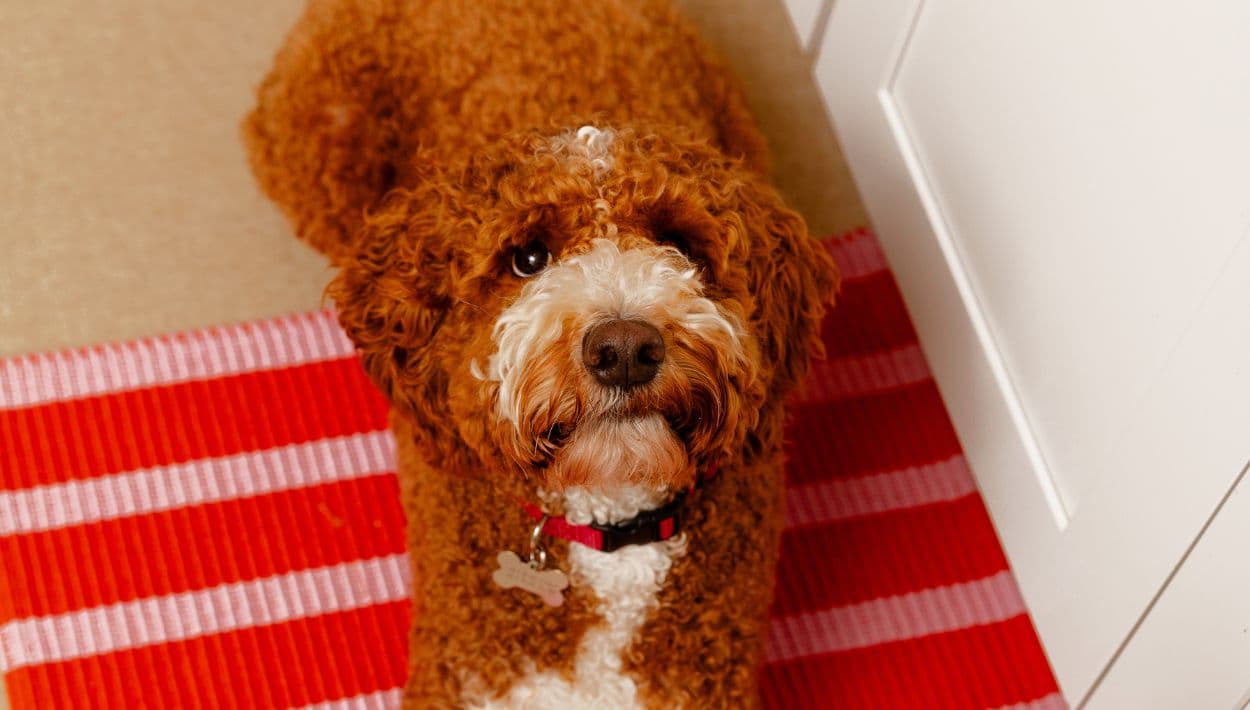 1 de cada 7 personas dejaría a su pareja por su perro, según encuesta