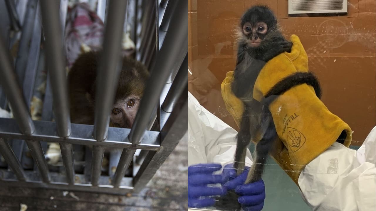 Condenan a 15 meses en prisión a Savannah Nicole Valdez, la joven que vendía animales salvajes