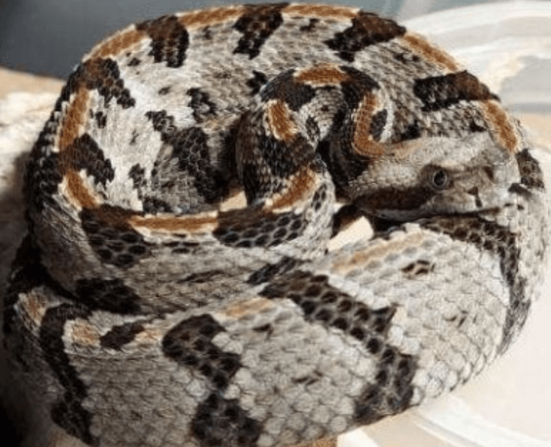 <b>Serpientes de cascabel</b>
<br>Timber rattlesnake
<br>
<br>Es una serpiente grande y de cuerpo pesado con un promedio de 4-1 / 2 pies. Es marrón con bandas cruzadas anchas y oscuras. La cola es completamente negra. Se encuentra en el tercio oriental del estado en áreas boscosas en tierras bajas húmedas.