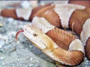<b>Copperheads</b>
<br>Broadbanded copperhead
<br>
<br>Mide
<b> </b>aproximadamente dos pies de largo, ampliamente dispersa en el centro y oeste de Texas.