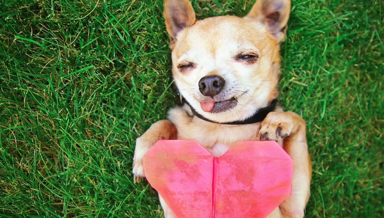 Día Nacional del Perro: ¿por qué se celebra cada 26 de agosto?