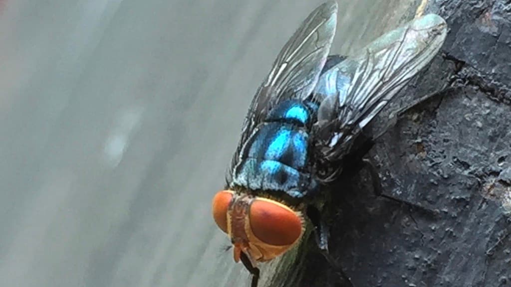 Por qué EEUU soltará desde aviones miles de millones de moscas sobre partes de México y de Texas