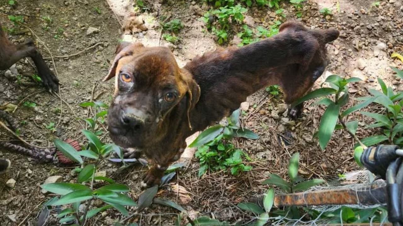 Taylor fue arrestado y enfrenta cargos por Crueldad Animal, que es un delito del tercer grado.