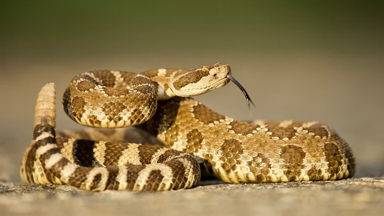 Mujer muere por la mordedura de serpiente de cascabel en el condado de Ventura