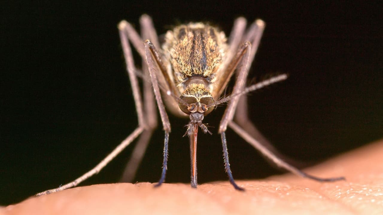 <h3 class="cms-H3-H3">5 formas efectivas de espantar mosquitos de tu casa en Texas</h3>
<br>Aquí van
<b>pasos concretos para hacerle la vida imposible a los mosquitos en tu hogar</b>:
<br>
<b>1. Elimina el agua estancada: </b>Vacía cubetas, floreros y juguetes olvidados en el patio. Limpia canaletas y charolas de plantas.
<br>💡 Tip: Usa arena en lugar de agua en las bases de macetas. No deja que se reproduzcan.
<br>
<b>2. Usa mosquiteros y mallas:</b> Revisa puertas y ventanas. Si puedes, instala mosquiteros en camas, sobre todo si tienes bebés o niños pequeños.
<br>
<b>3. Corta el pasto y poda arbustos:</b> Los mosquitos descansan en zonas húmedas y sombreadas. Un jardín limpio es un jardín menos atractivo para ellos.
<br>
<b>4. Aromas que los alejan:</b> Los aceites naturales no solo huelen bien: también los espantan. Citronela, eucalipto, limón, lavanda y menta.
<br>⚠️ Consulta antes de aplicar aceites esenciales directamente en niños pequeños.
<br>
<b>5. Repelentes: </b>¿cuáles sirven? Los más recomendados por
<a href="https://www.cdc.gov/" target="_blank">los Centros para el Control y Prevención de Enfermedades (CDC) </a>son los que contienen DEET, picaridina o IR3535. Aplícalos en la piel y ropa antes de salir, especialmente al amanecer o atardecer.