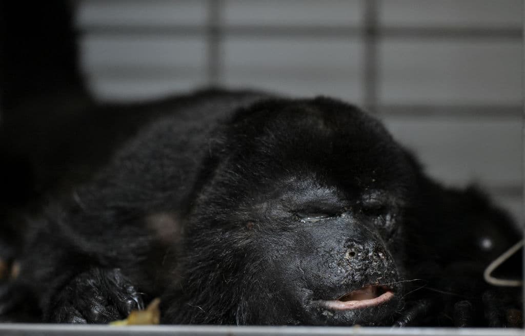 Un mono aullador en una jaula en un hospital veterinario en Comalcalco, Tabasco, el 20 de mayo del 2024. Fue llevado hasta allí por residentes que lo encontraron en el suelo.