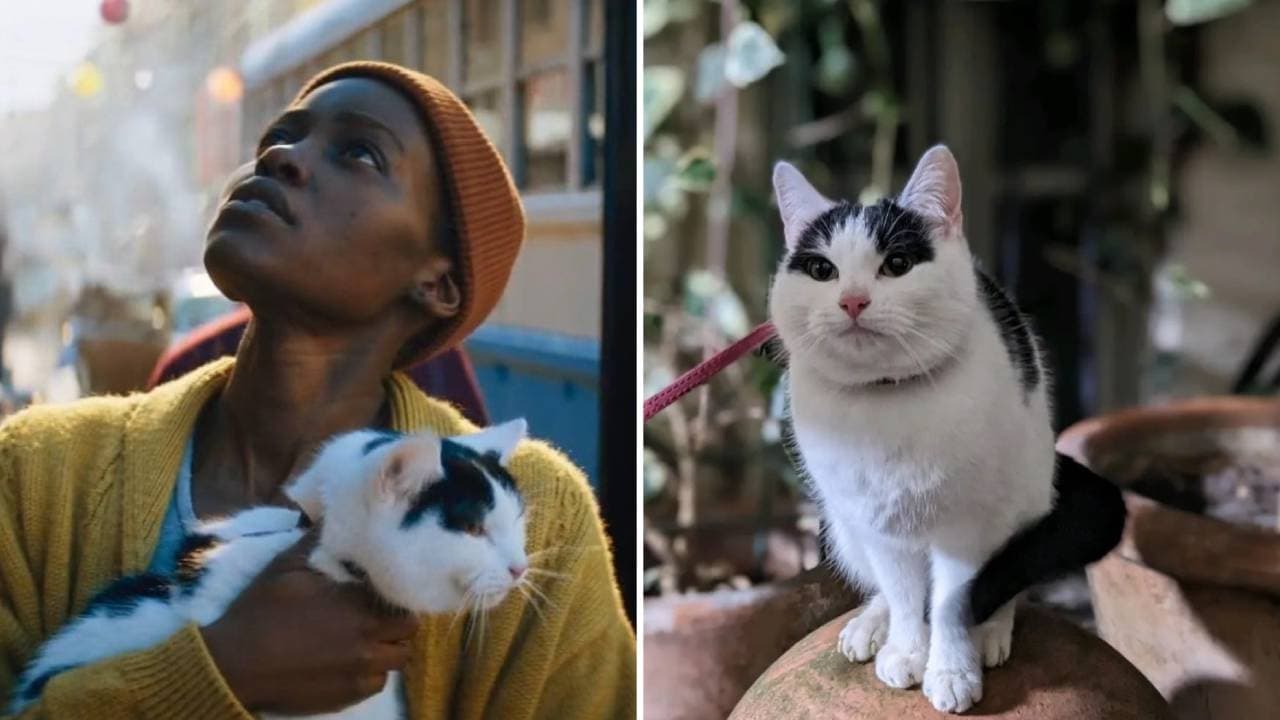 El gato de 'Un lugar en silencio: Día 1' se robó el corazón de los fans: su historia real es muy emotiva