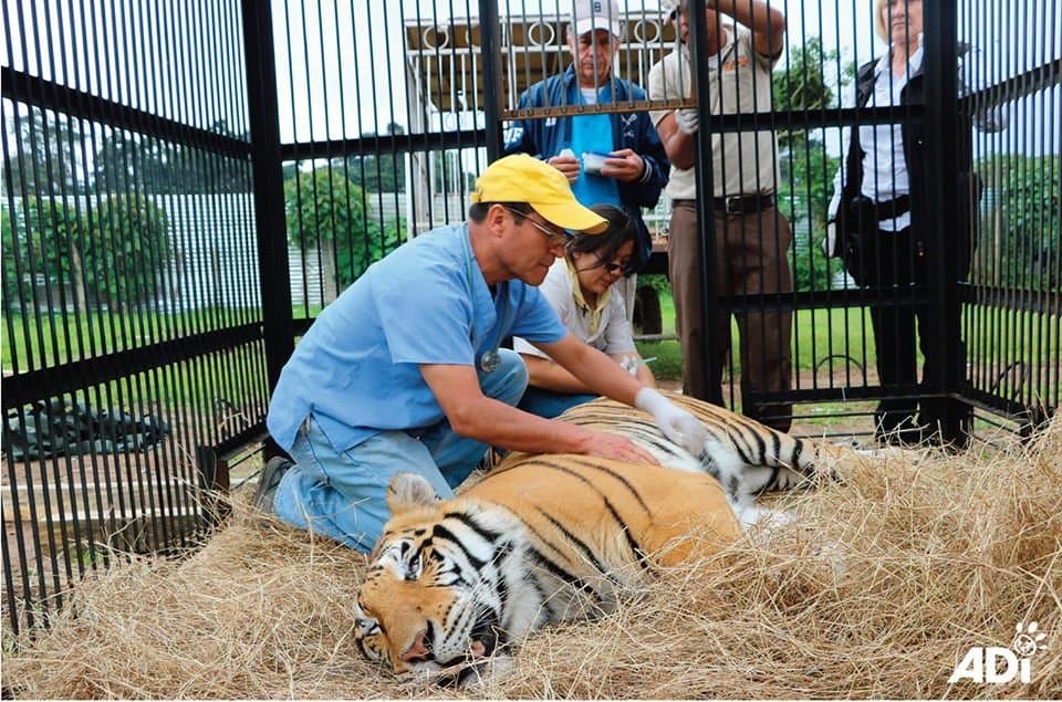 Llegan a Miami tres tigres que eran maltratados en un circo de Guatemala