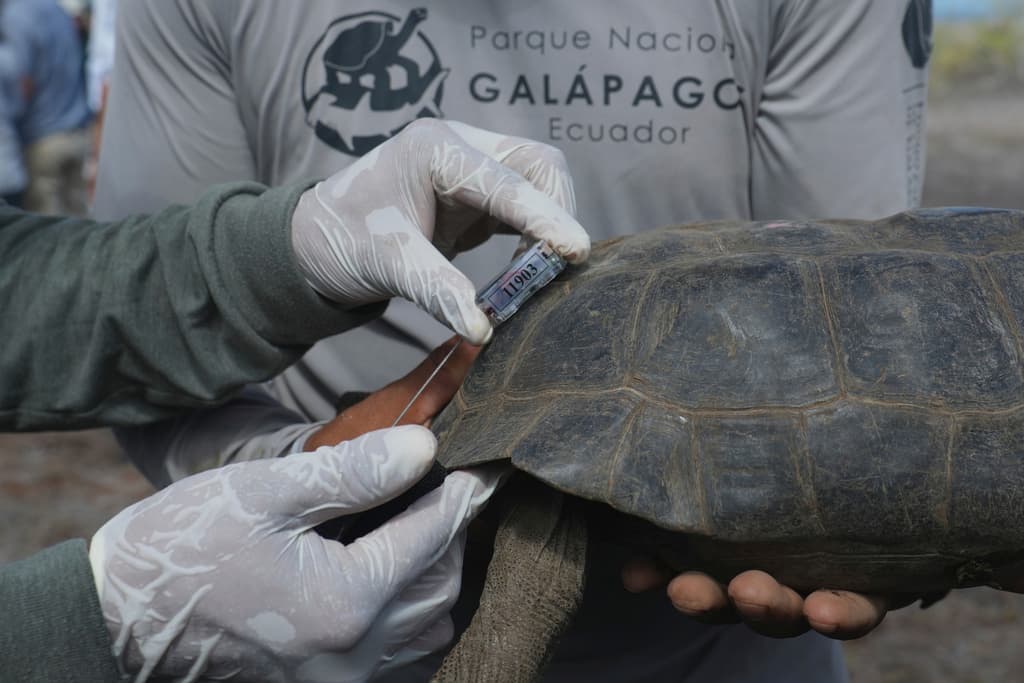 Los guardabosques del Parque Nacional Galápagos colocan un dispositivo de rastreo a una tortuga gigante juvenil antes de su liberación en la Isla Floreana como parte de un proyecto para reintroducir la especie a su hábitat nativo en las Islas Galápagos, Ecuador, el viernes 20 de febrero de 2026.