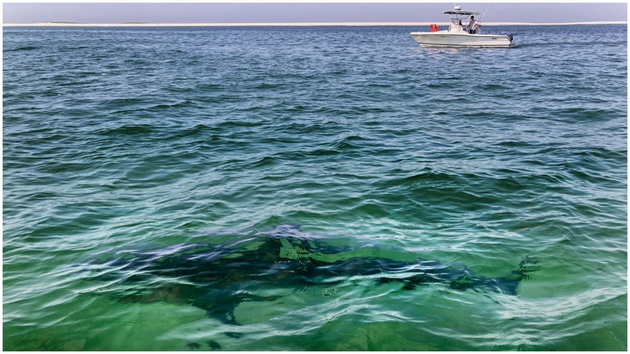 Detectan 4 tiburones blancos en aguas de Nueva York y Nueva Jersey
