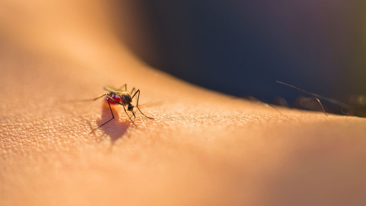 <h3 class="cms-H3-H3">¿Ya te picaron? Remedios caseros que sí funcionan </h3>
<br>Si la picadura ya te atrapó, no te preocupes.
<b>Estas soluciones alivian la comezón y reducen la inflamación</b>:
<br>
<b>🧊 Compresas frías:</b> Reduce el ardor y la hinchazón al instante.
<br>
<b>🍯 Miel:</b> Tiene propiedades antibacterianas y alivia la piel. Aplica una gota en la picadura.
<br>
<b>🌿 Aloe vera:</b> Refresca y desinflama. Mejor si es natural, directo de la planta.
<br>
<b>🧼 Pasta de bicarbonato: </b>Mezcla con agua y deja actuar unos minutos sobre la picadura.
<br>⚠️ Si ves
<b>fiebre, sarpullido extendido o dolor de cabeza fuerte</b>, busca atención médica, podría ser una infección viral.