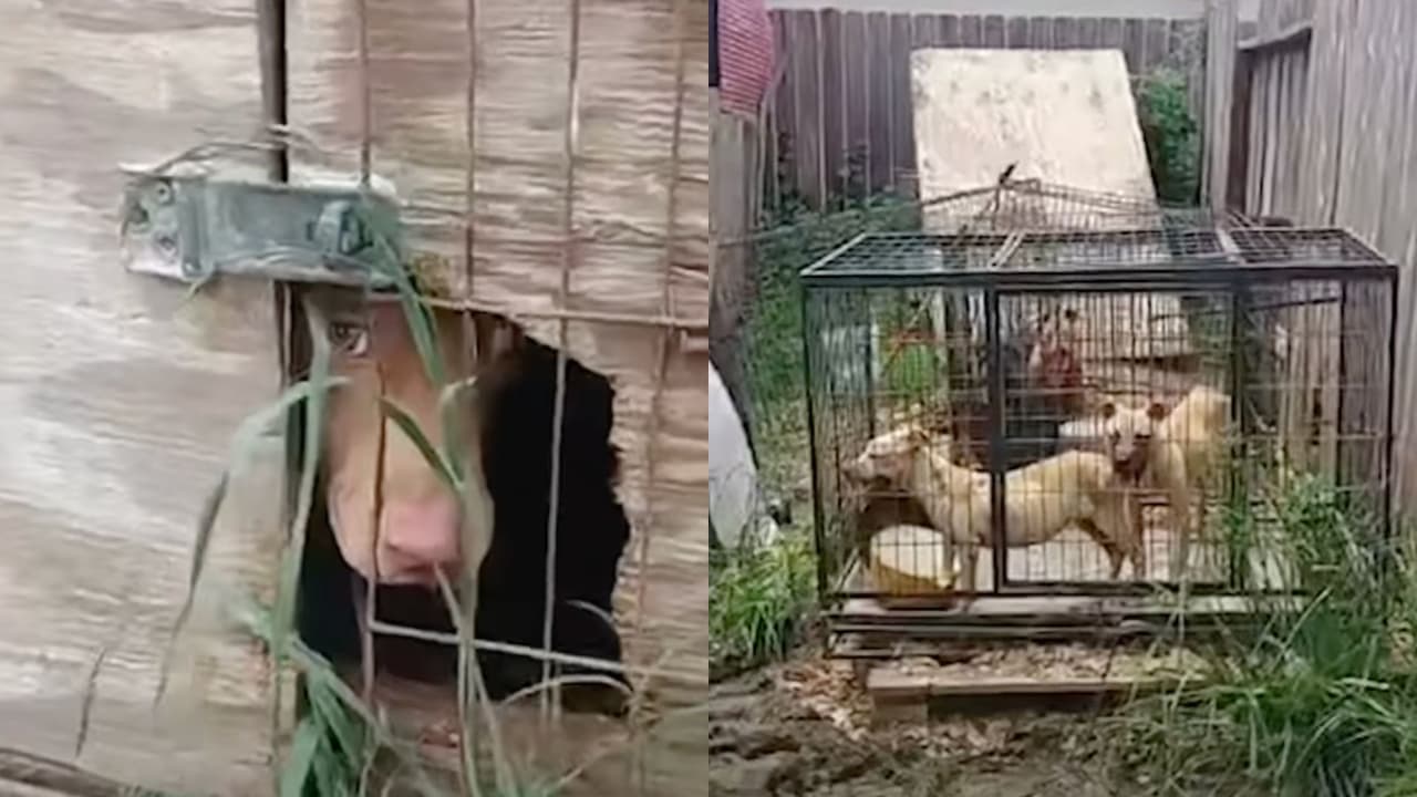 "Las condiciones eran terribles": rescatan 18 perros de una vivienda usada para venta de animales en Houston