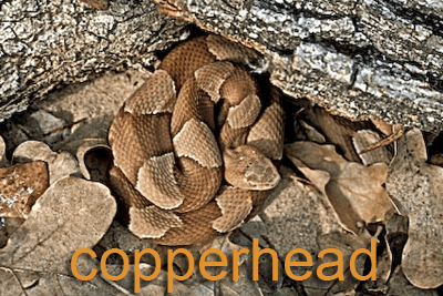 <b>Copperheads</b>
<br>Trans-Pecos copperhead
<br>
<br>Mide 20-30 pulgadas de largo y se encuentra cerca de manantiales en la parte sur de la Trans-Pecos.
<br>
<br>También están las
<b>southern copperhead</b>, que miden 20-30 pulgadas de largo y que se encuentra en un tercio del este del estado.