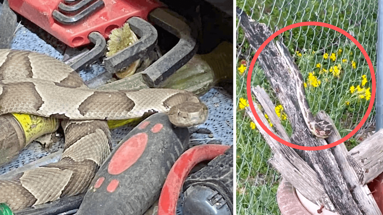 No, chupar el veneno tras una mordedura de serpiente no ayuda a sanar al afectado