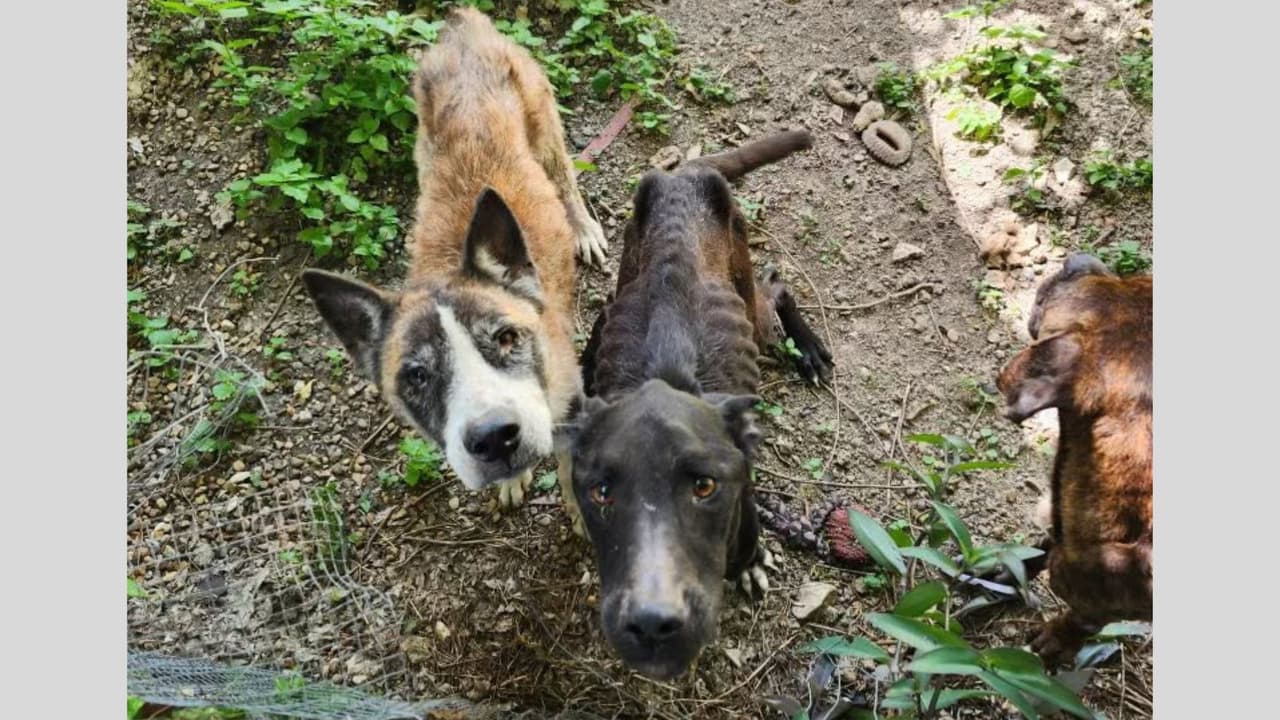 El 27 de junio, el Departamento de Control Animal realizó una visita de chequeo de bienestar y encontró a cinco perros en un estado severo de abandono, con los huesos de costillas y cadera visibles debido a la desnutrición y sin acceso a agua o comida.