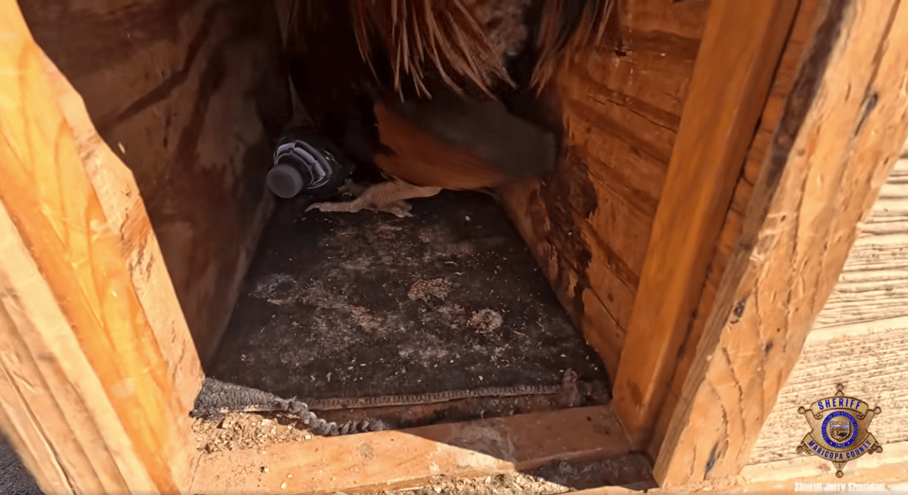 En 2025, más de 400 aves fueron incautadas en distintos condados y se reportaron decenas de detenciones.
