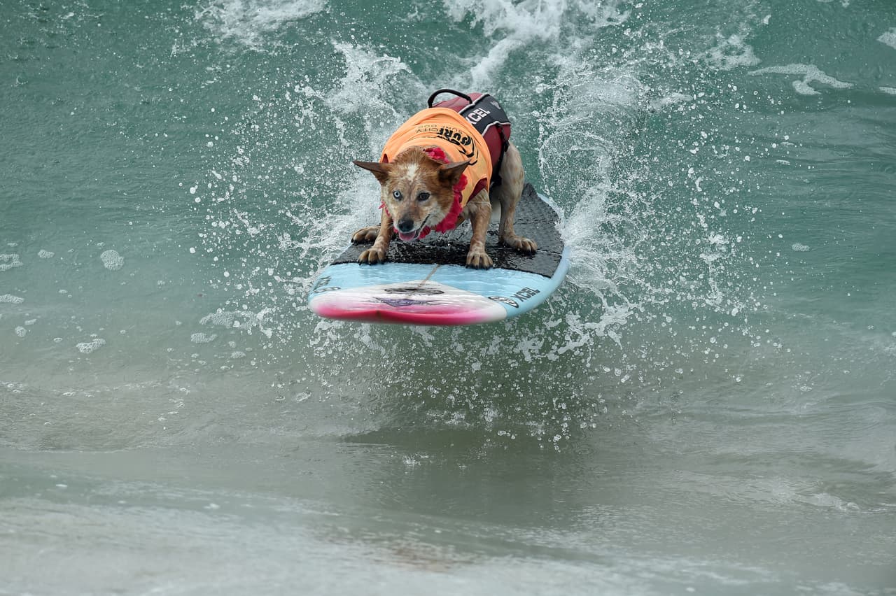 Según la publicación local sobre deportes acuáticos Daily Stoke, los perros compiten en un total de siete categorías. En algunas participan solos, en otras deben correr las olas junto a sus dueños.