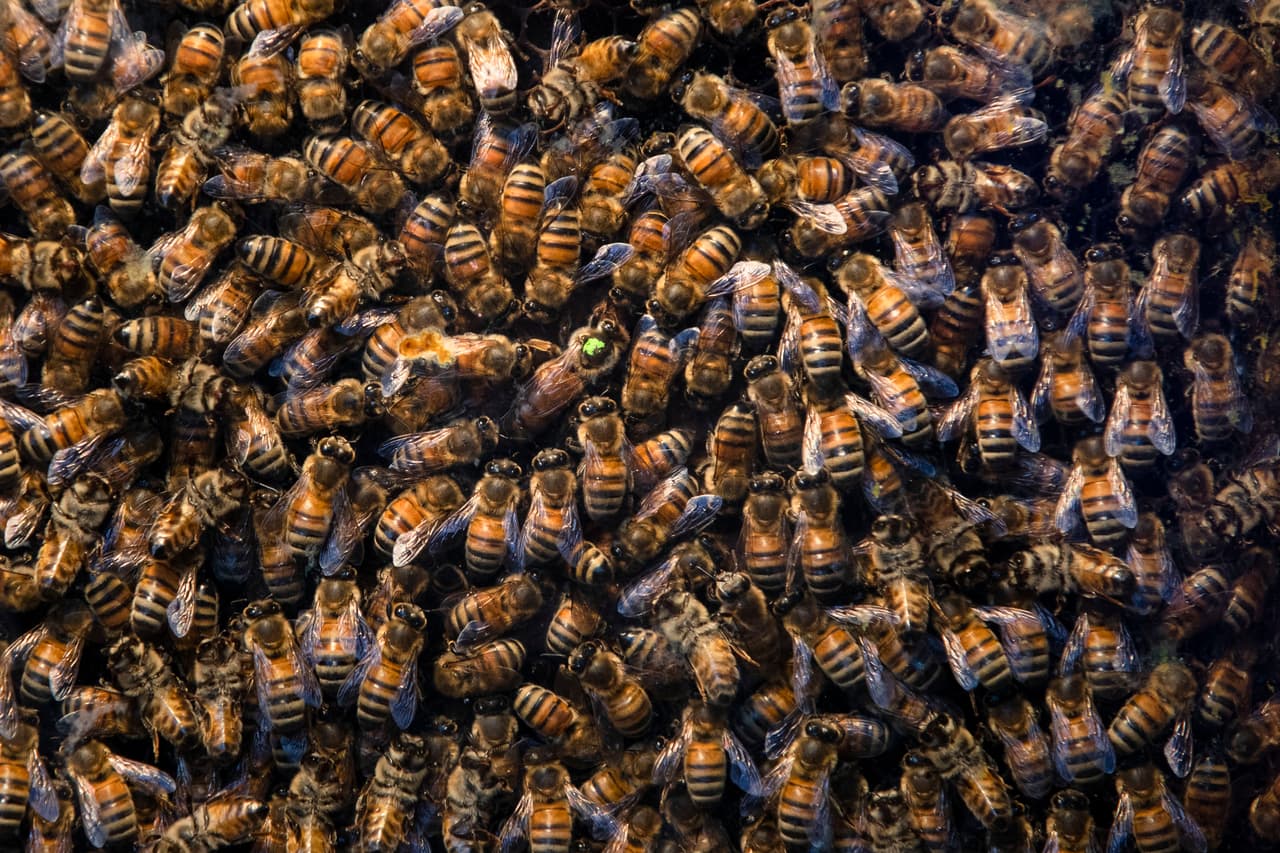 Hombre muere en su propia casa atacado por un enjambre de abejas